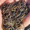Grade A Wild Rice in Hand